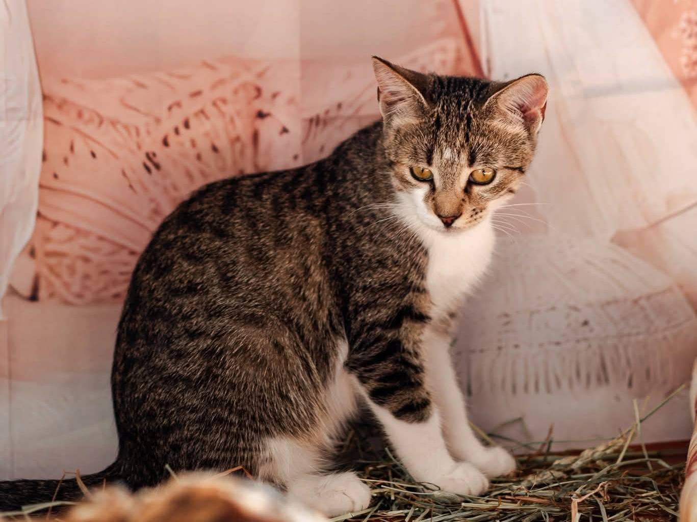 Adotta un gatto, taglia non valida, femmina, Bari