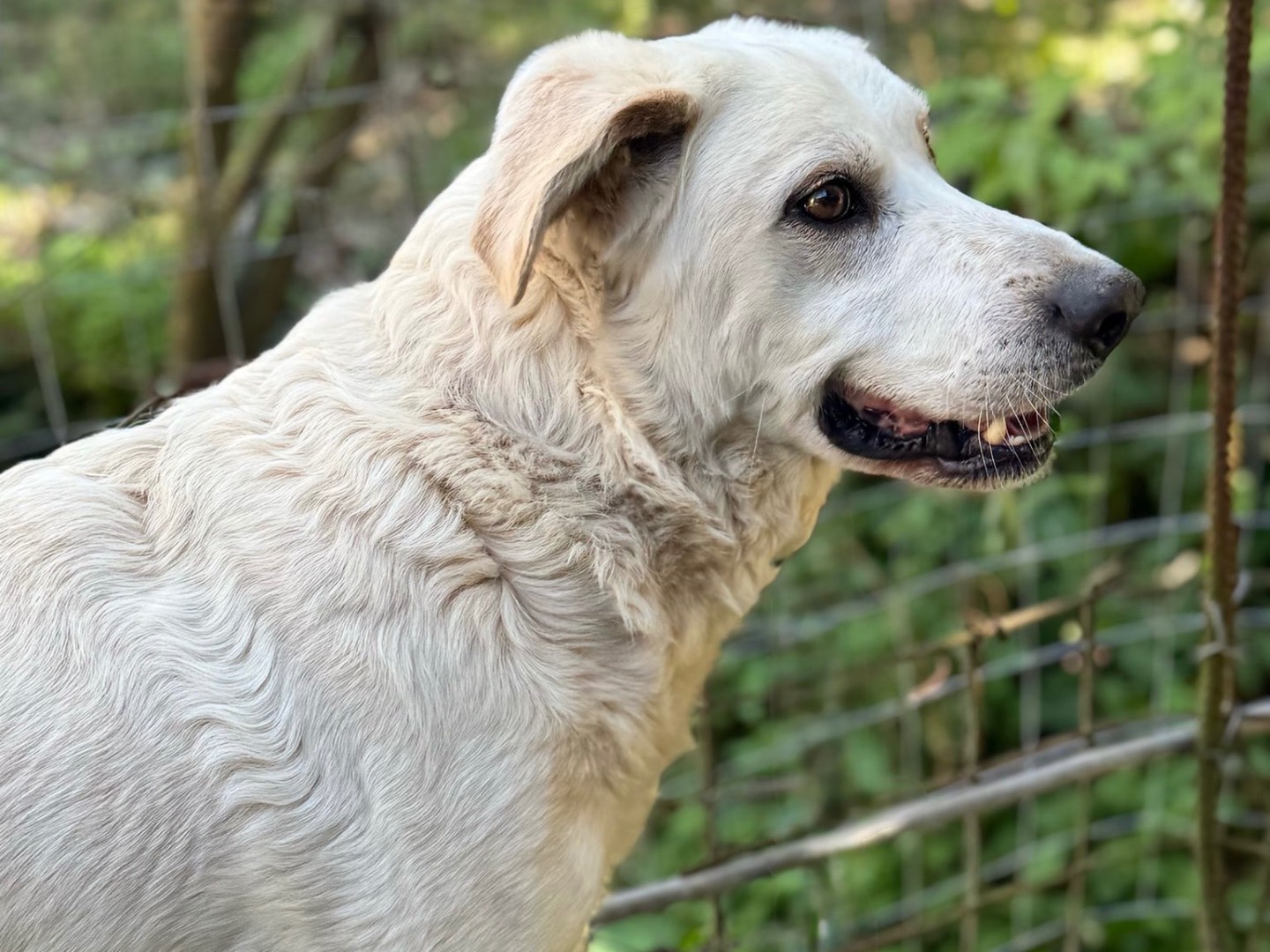 Adozione cane, maschio, Razza sconosciuta Razza sconosciuta, 6 anni e 2 mesi, taglia gigante, Napoli