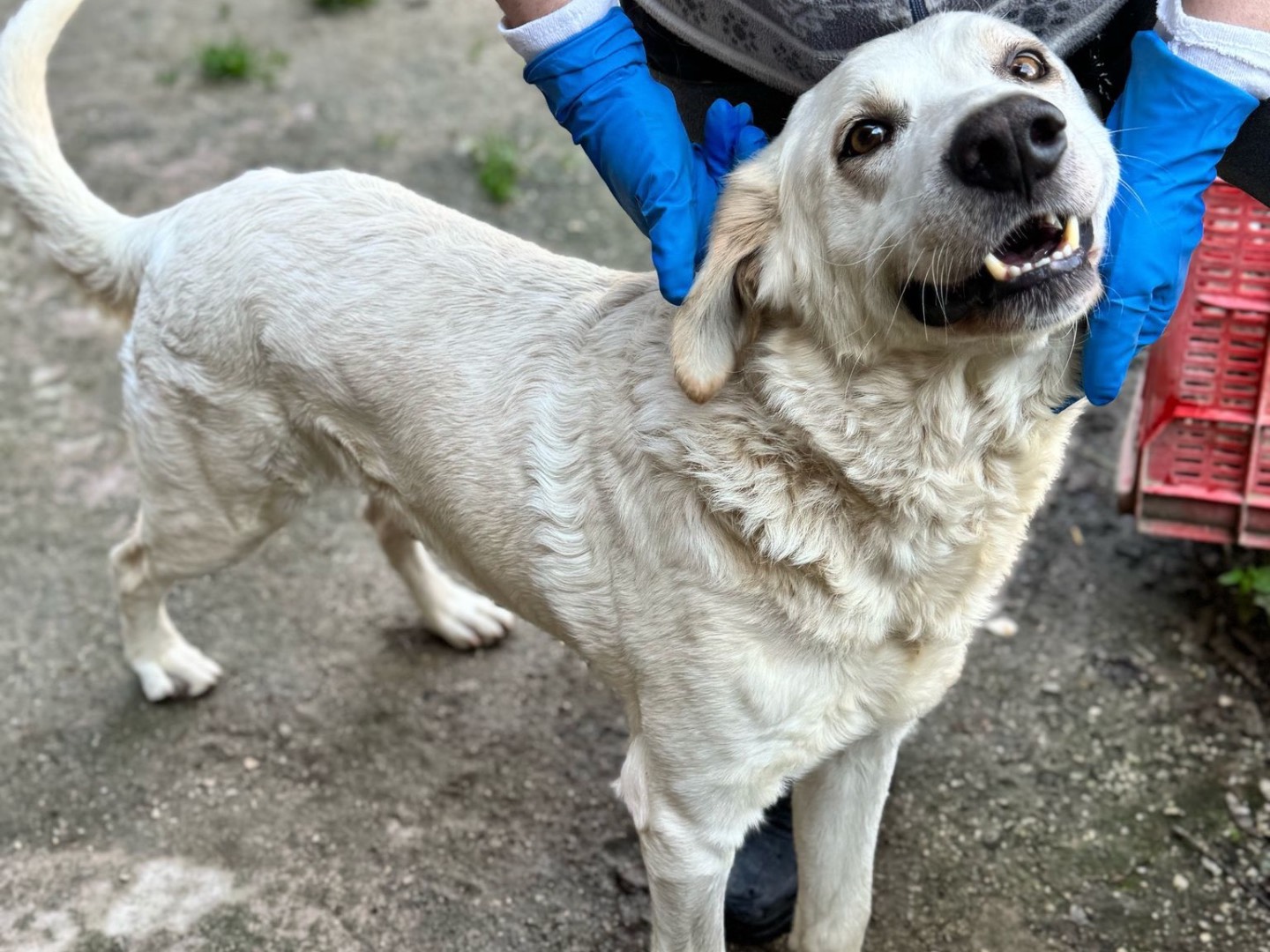 Adotta un cane, maschio, 6 anni e 2 mesi, Napoli