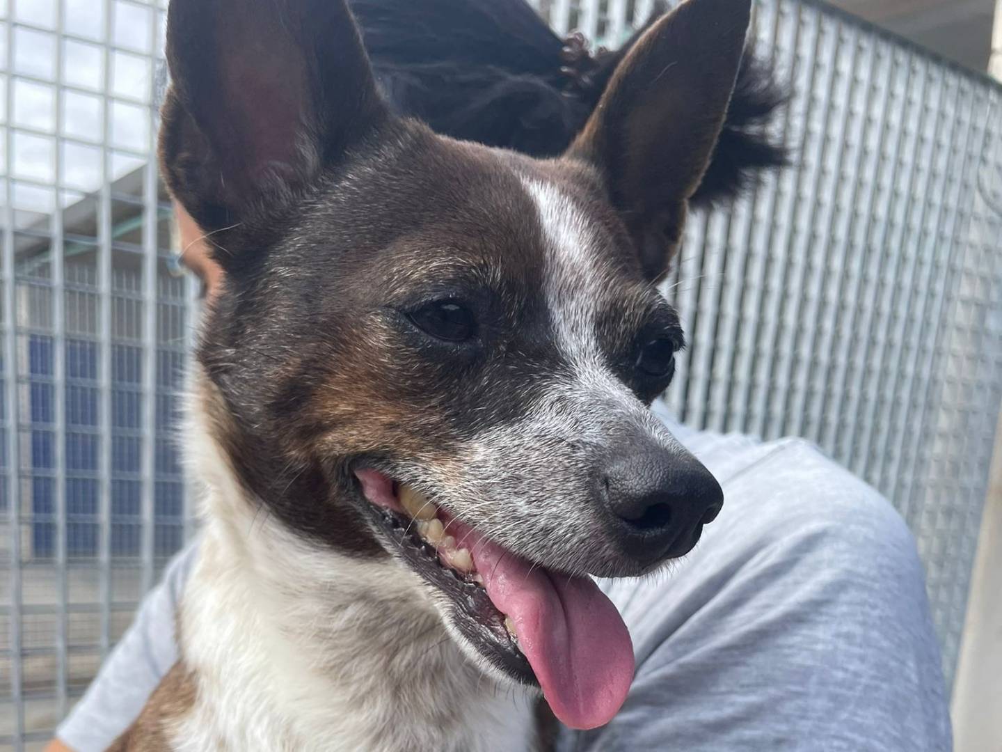 Adozione cane, femmina, Razza sconosciuta Razza sconosciuta, 4 anni e 11 mesi, taglia piccola, Bari