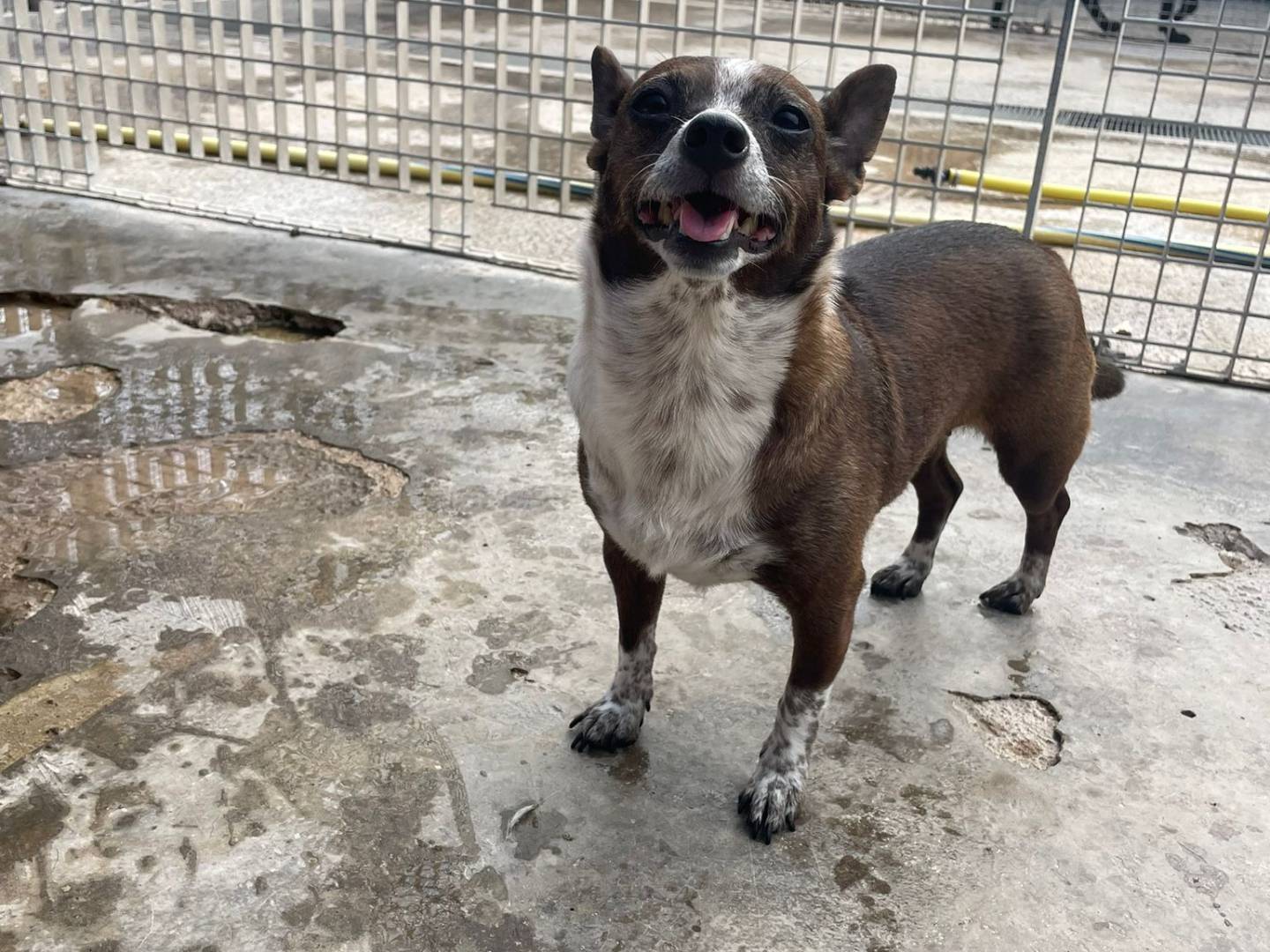 Adotta un cane, femmina, 4 anni e 11 mesi, Bari