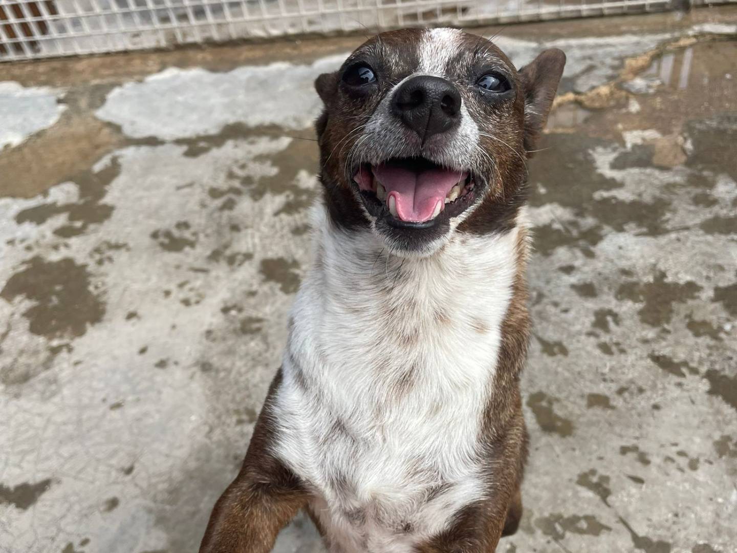 Adotta un cane, taglia piccola, femmina, Bari