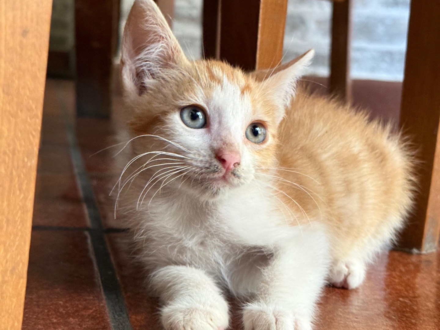Adozione gatto, maschio, Razza sconosciuta Razza sconosciuta, 3 mesi, taglia non valida, Enna