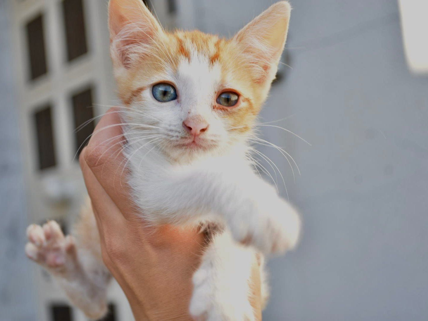 Adotta un gatto, maschio, 3 mesi, Enna