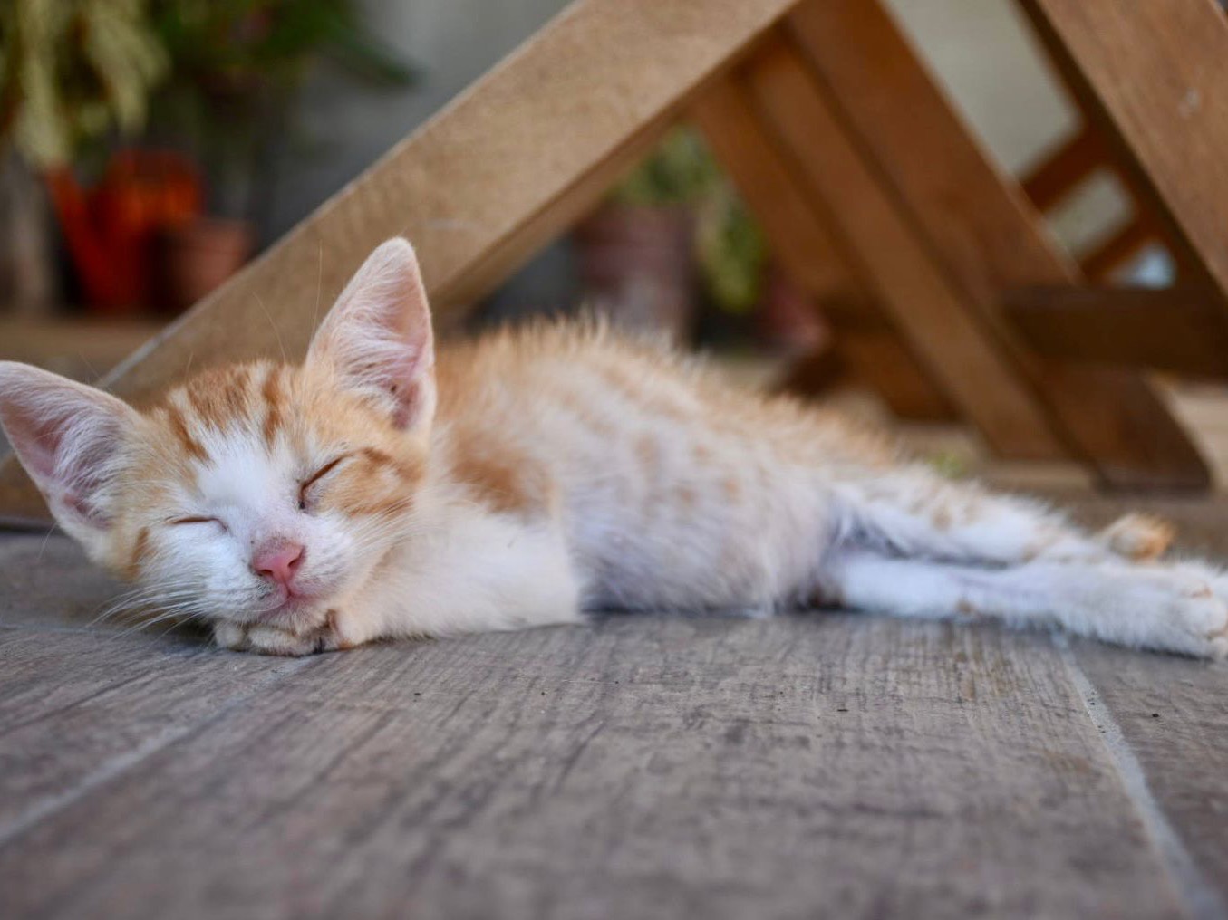 Vuoi adottare un gatto a Enna?