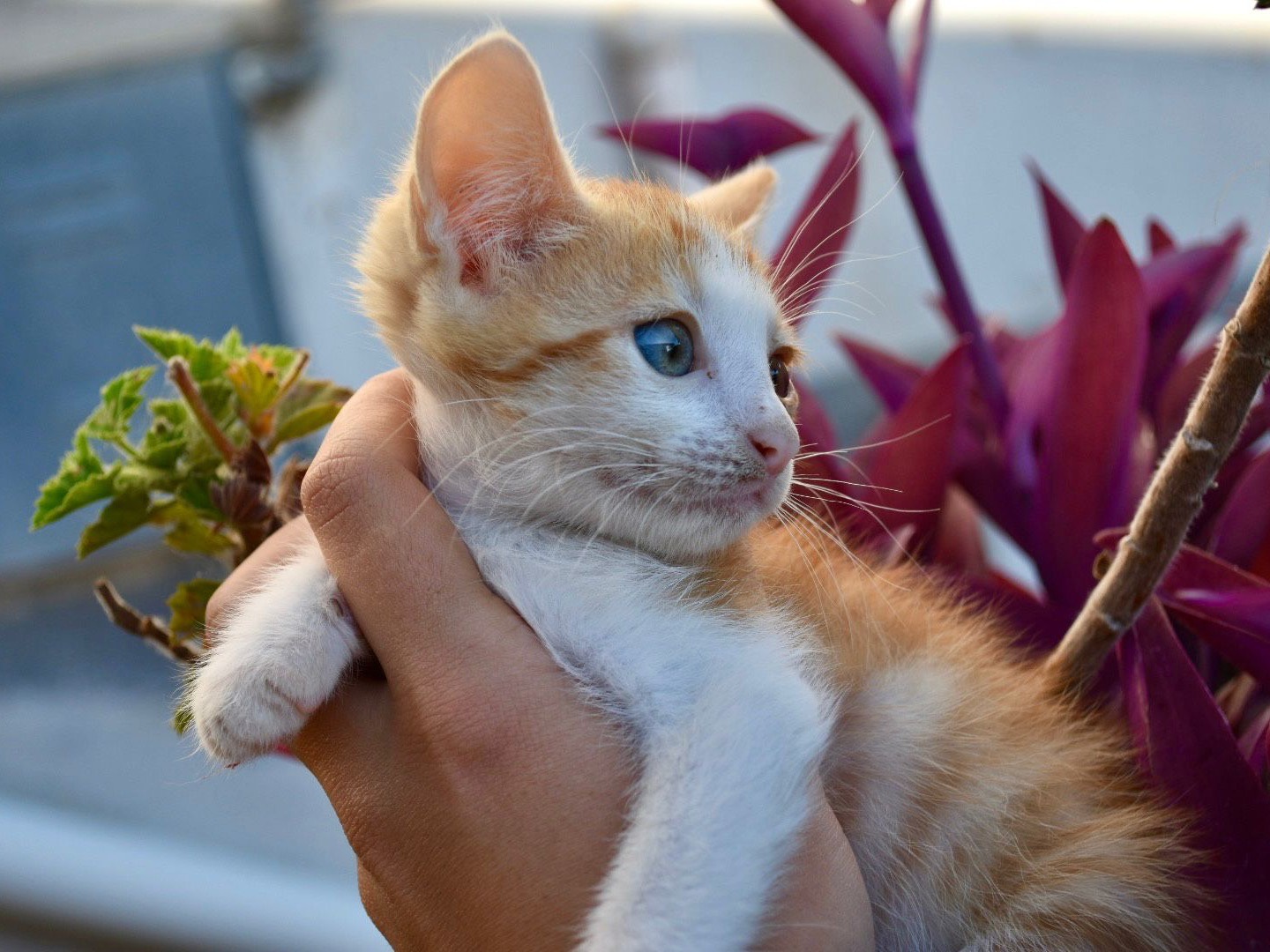Adotta il gatto Ted a Enna