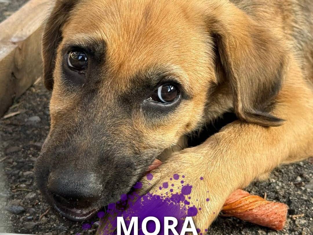 Adozione cane, femmina, Razza sconosciuta Razza sconosciuta, 4 mesi, taglia media, Crotone