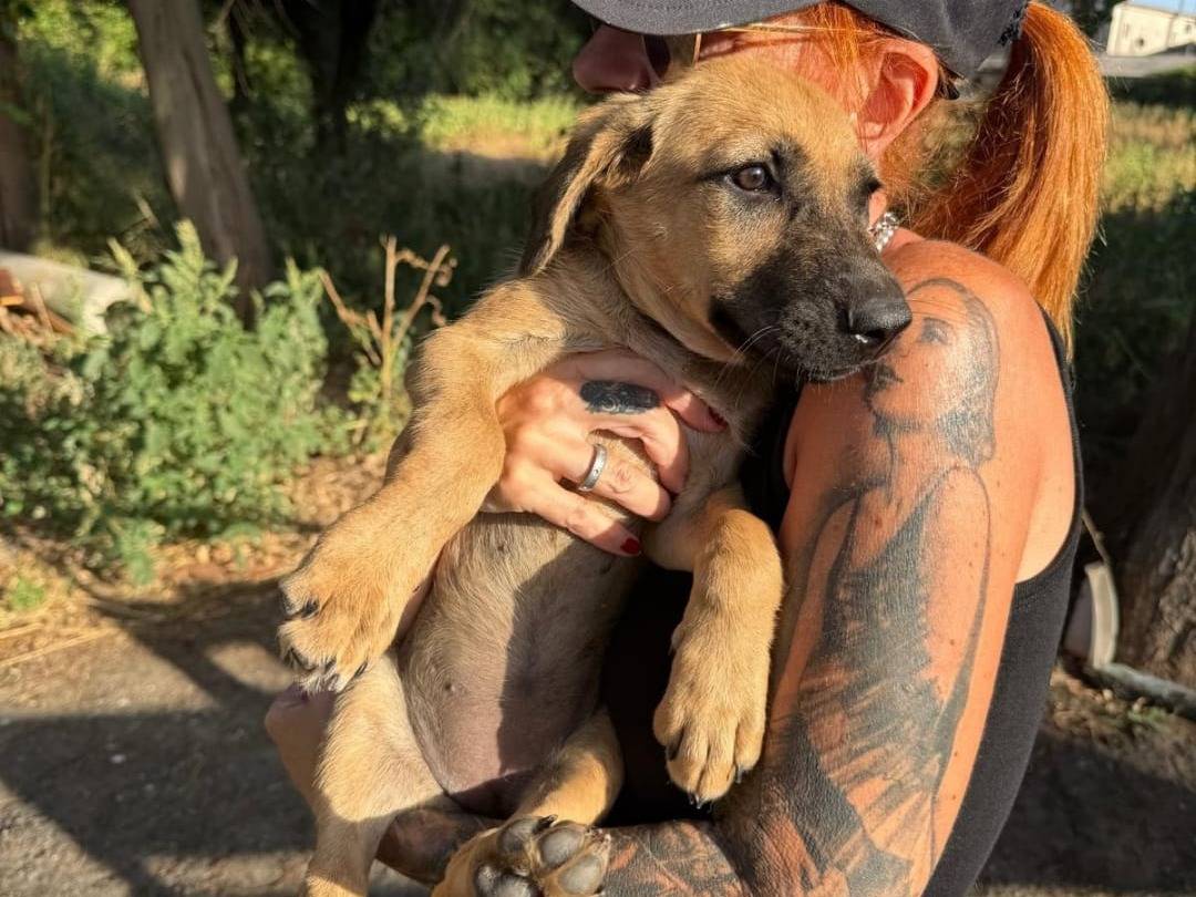 Adotta un cane, femmina, 4 mesi, Crotone