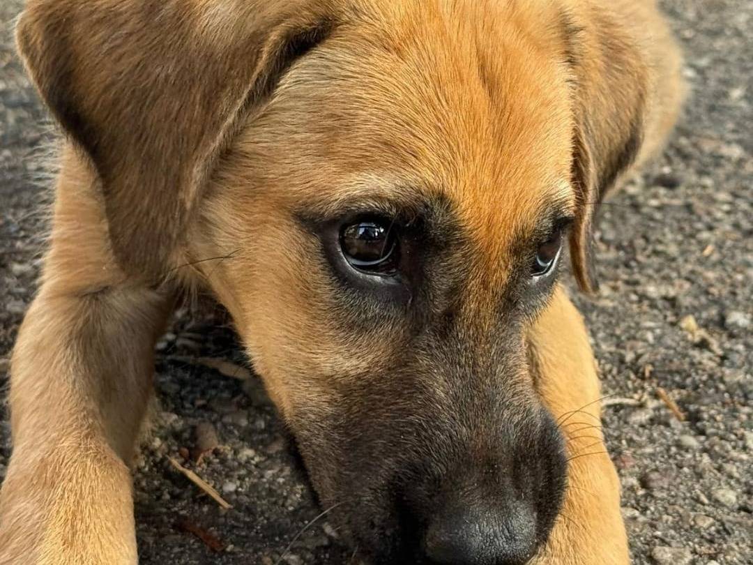 Adotta un cane, taglia media, femmina, Crotone