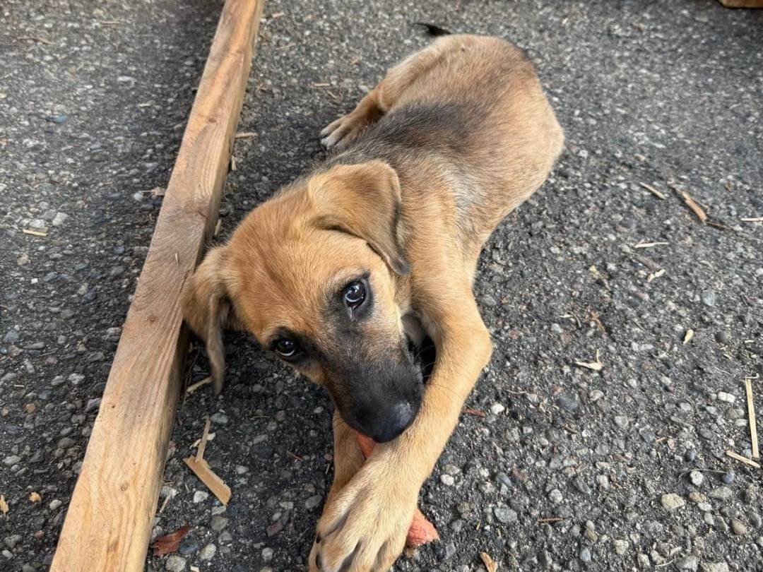 Vuoi adottare un cane a Crotone?