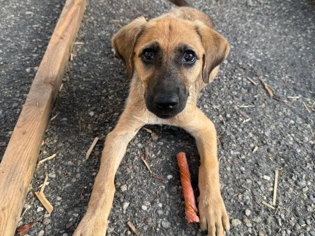 Adotta il cane Mora a Crotone