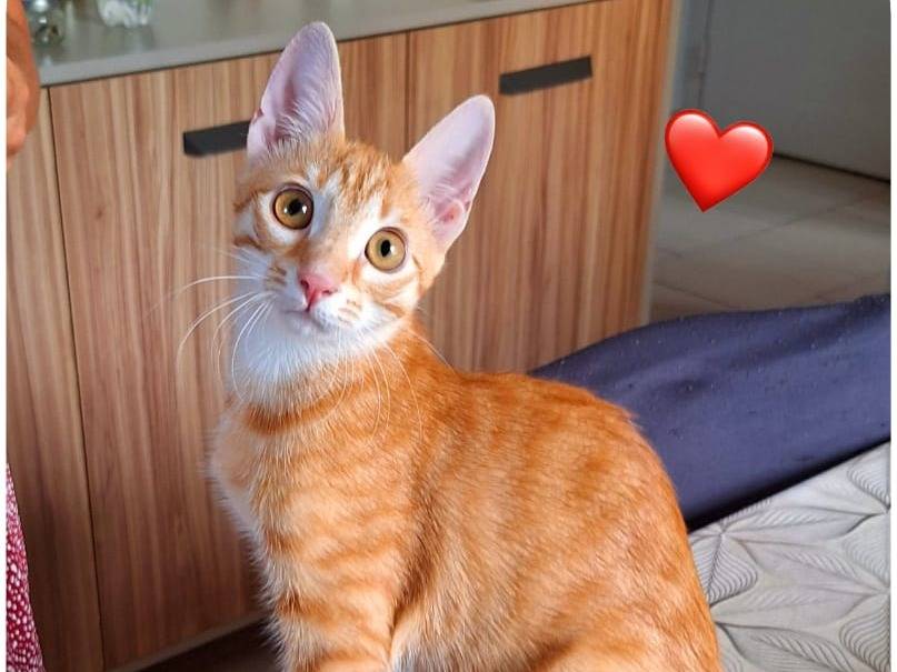 Adozione gatto, femmina, Razza sconosciuta Razza sconosciuta, 6 mesi, taglia non valida, Bologna