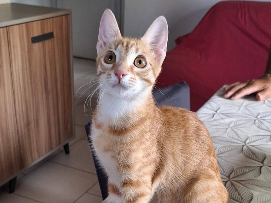 Adotta un gatto, femmina, 6 mesi, Bologna