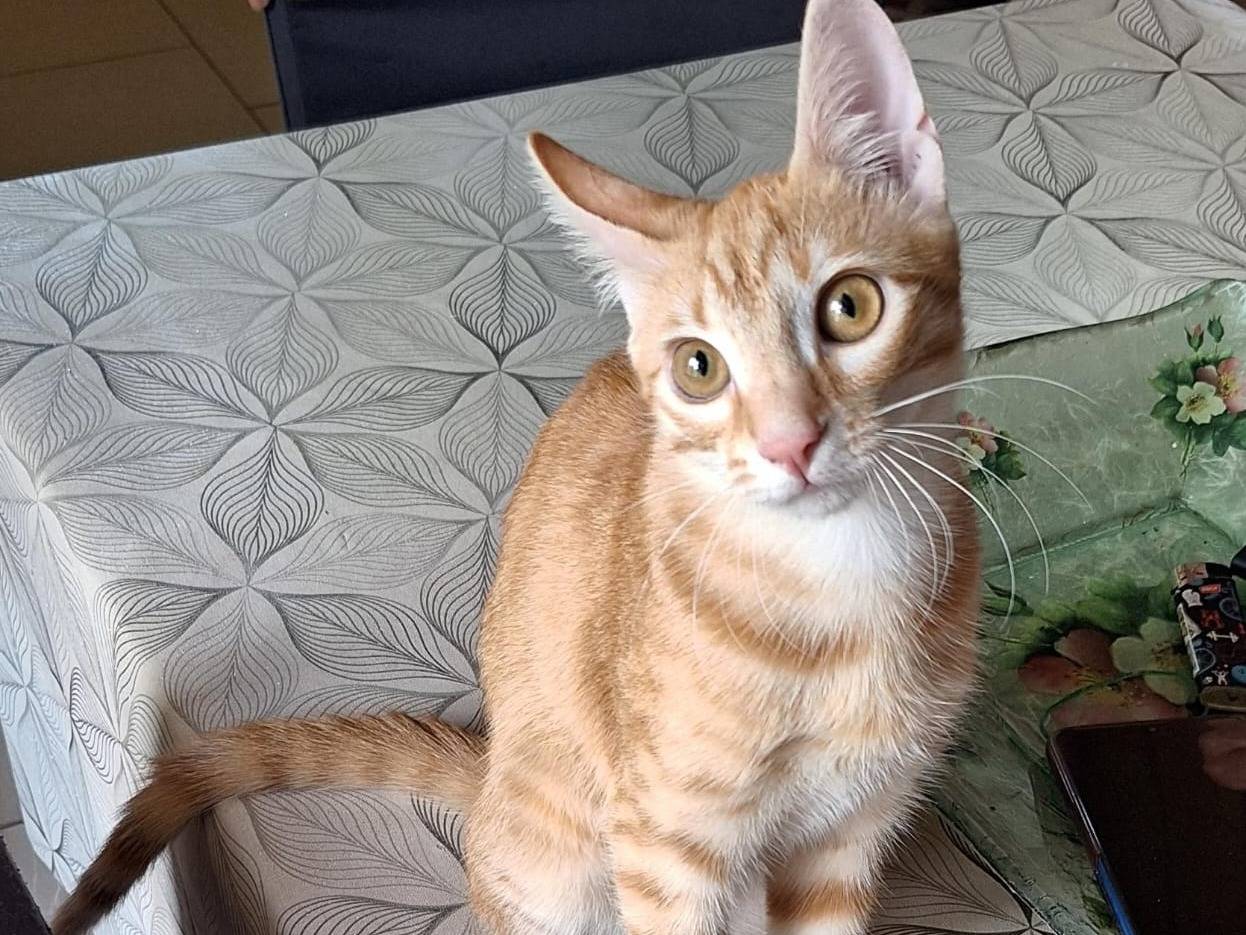 Adotta un gatto, taglia non valida, femmina, Bologna