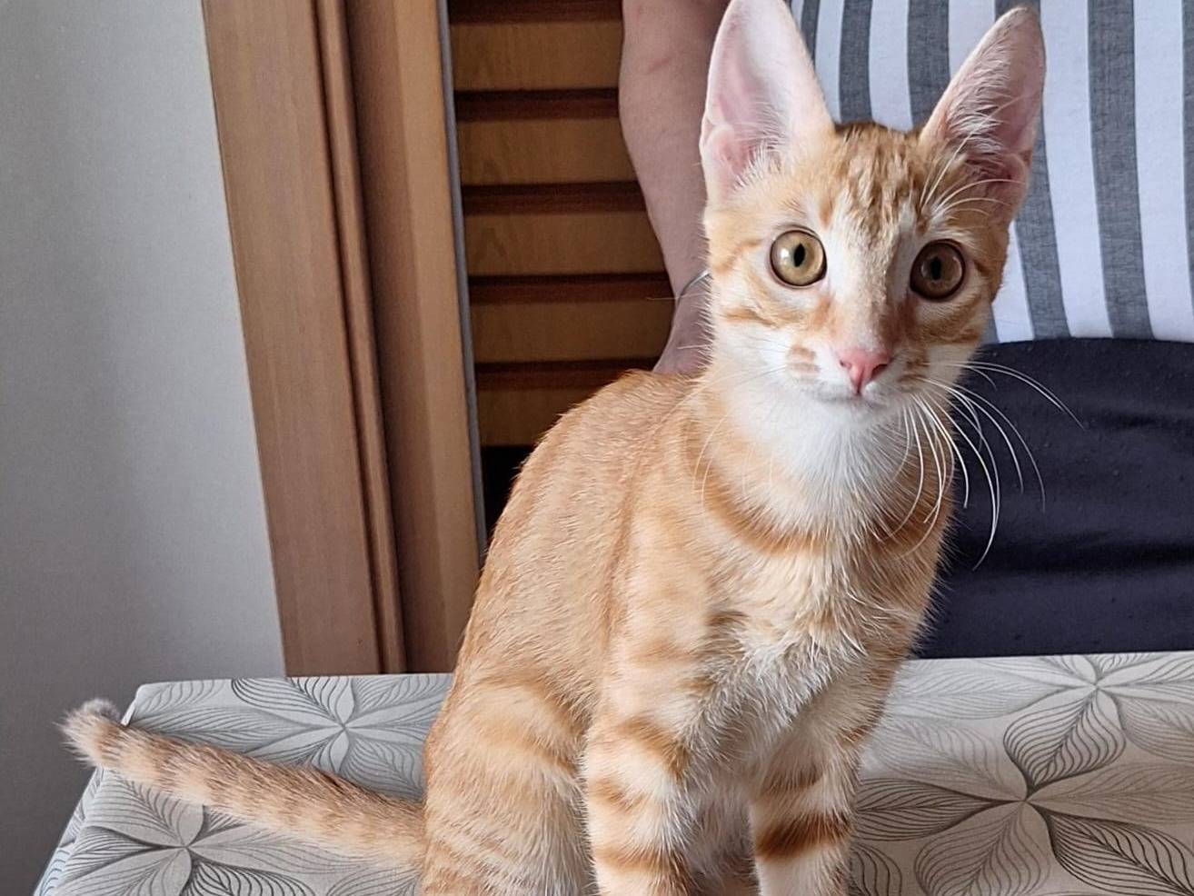 Adotta il gatto ZOE a Bologna