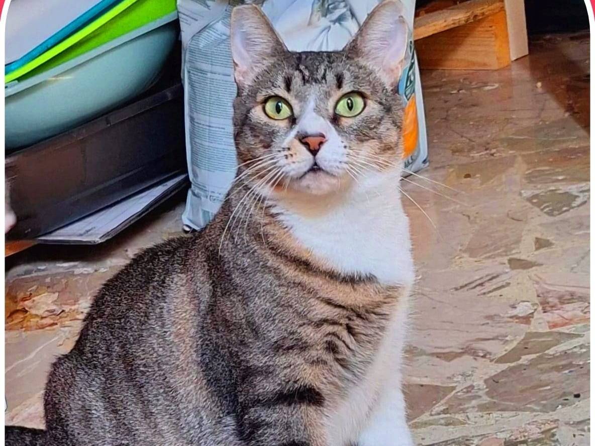 Foto 1 dell'animale