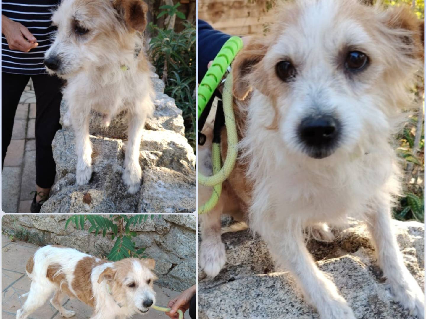 Adozione cane, maschio, Razza sconosciuta Razza sconosciuta, 4 anni e 8 mesi, taglia piccola, Genova