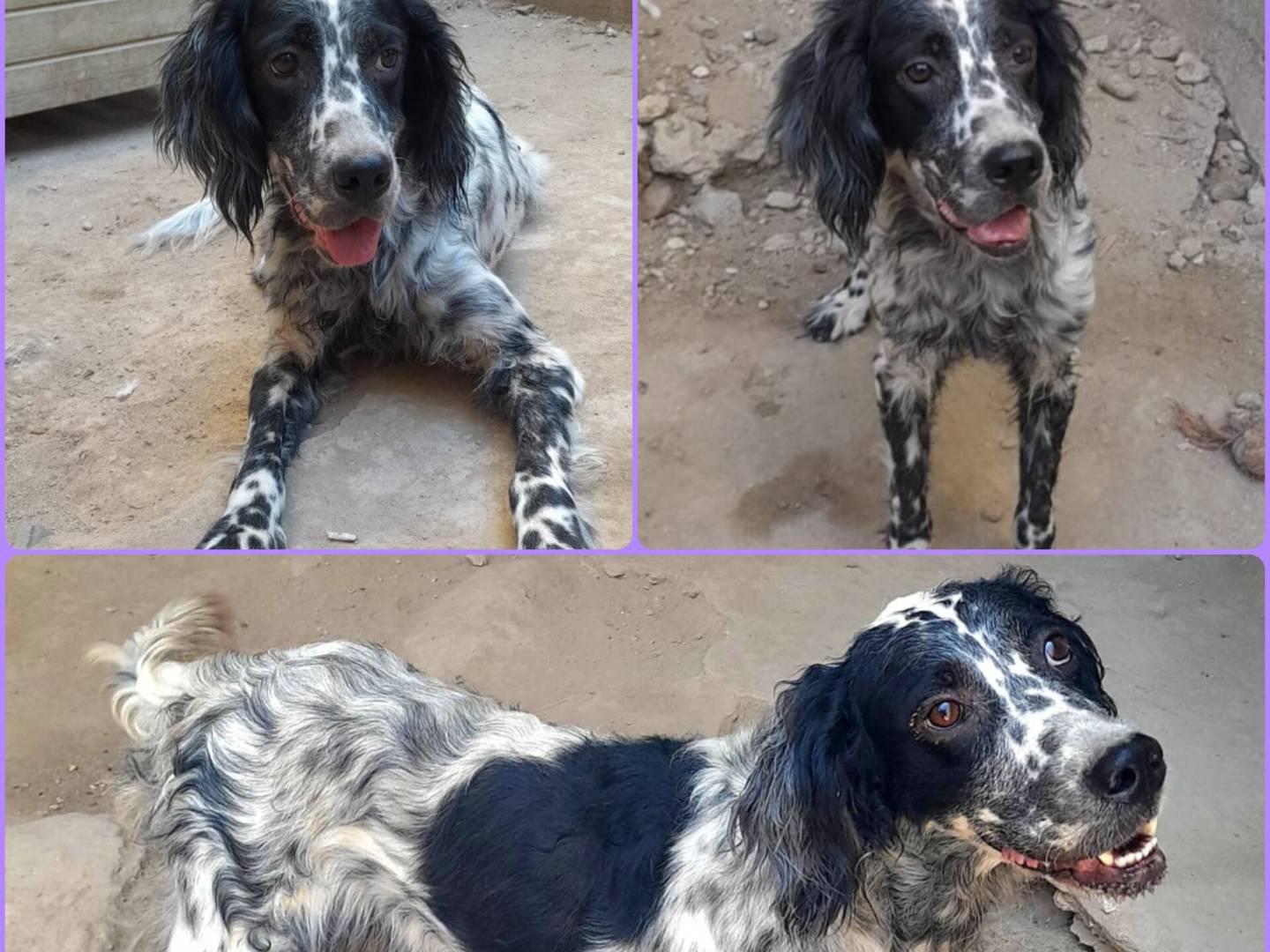 Adozione cane, femmina, Setter Inglese Razza sconosciuta, 2 anni e 8 mesi, taglia media, Milano