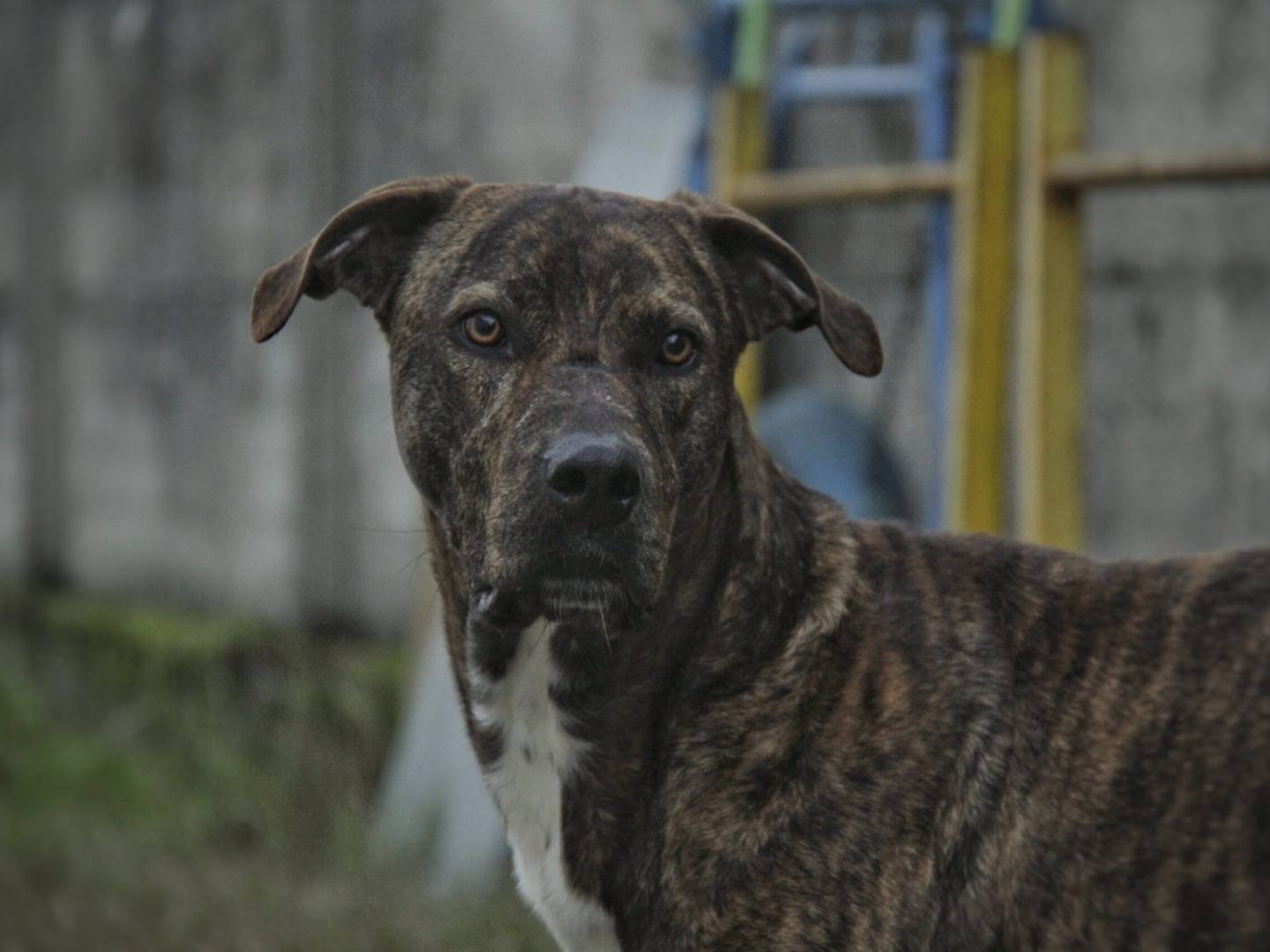Adotta un cane, maschio, 5 anni e 2 mesi, Lodi