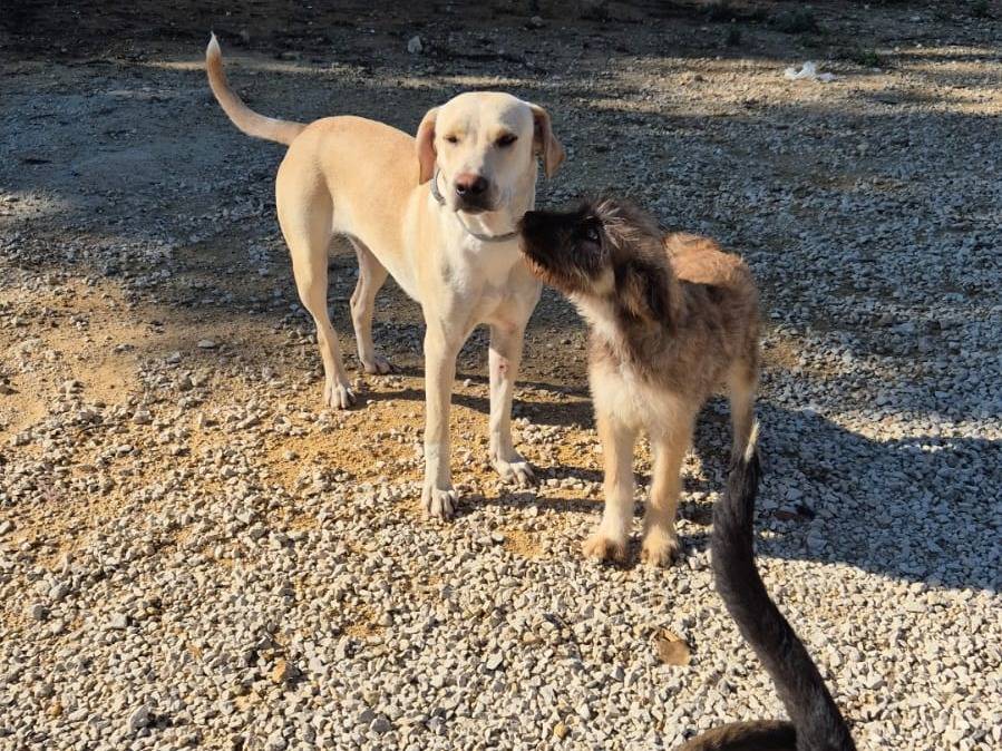 Adozione cane, femmina, Labrador Retriever Razza sconosciuta, 1 anno e 3 mesi, taglia media, Ragusa