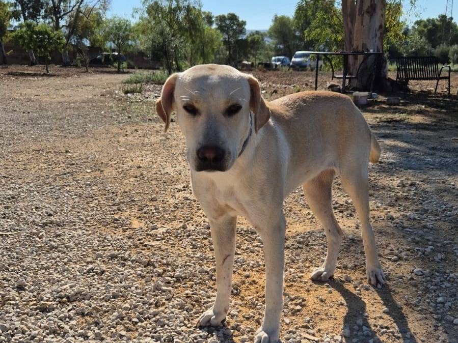 Adotta un cane, femmina, 1 anno e 3 mesi, Ragusa