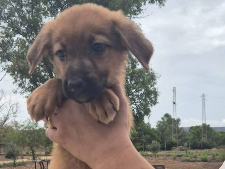 Adozione cane, femmina, Razza sconosciuta Razza sconosciuta, 1 mesi, taglia media, Ragusa