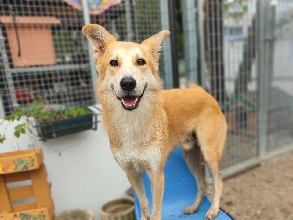 Vuoi adottare un cane a Gorizia?