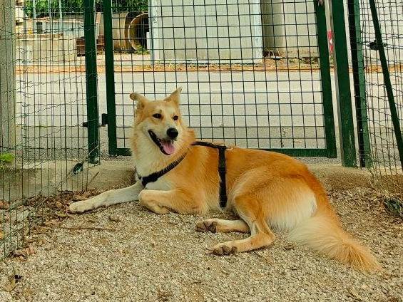 Adotta il cane Bucky a Gorizia