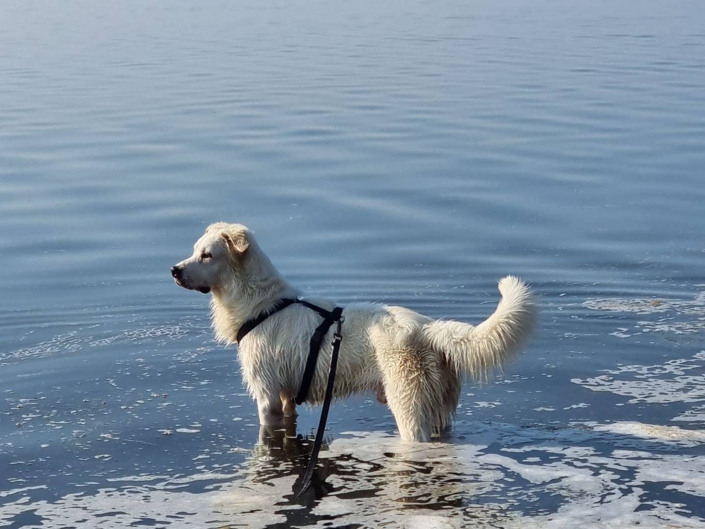 Adotta un cane, maschio, 1 anno e 7 mesi, Gorizia