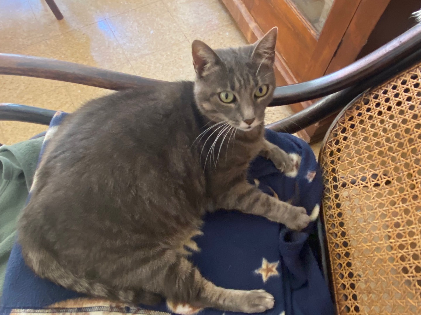 Vuoi adottare un gatto a Chieti?