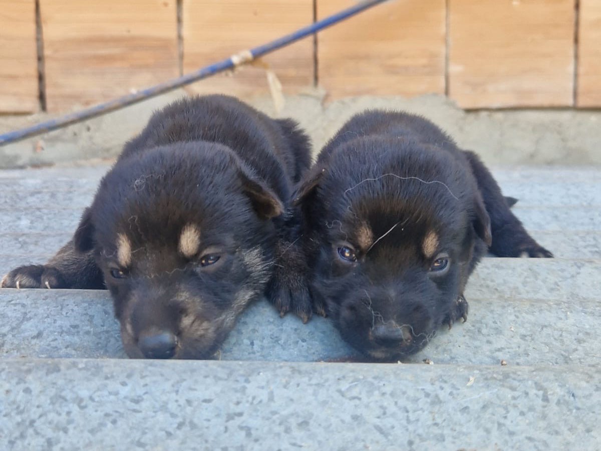 Adozione cane, femmina, Pastore tedesco Razza sconosciuta, 1 mesi, taglia grande, Vibo