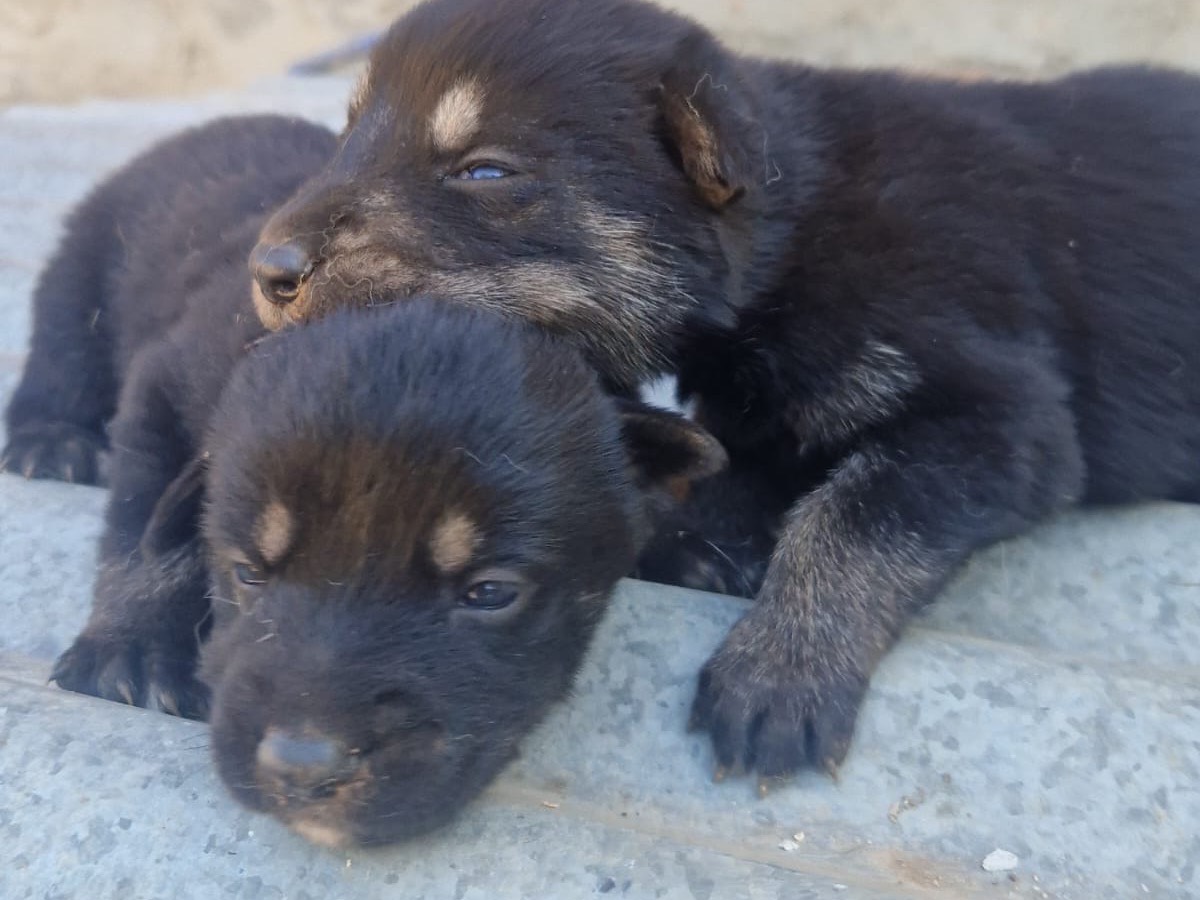 Adotta un cane, taglia grande, femmina, Vibo