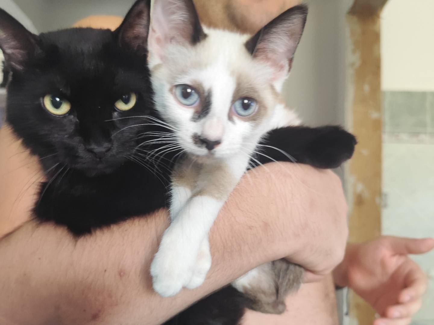 Adozione gatto, maschio, Razza sconosciuta Razza sconosciuta, 4 mesi, taglia non valida, Messina