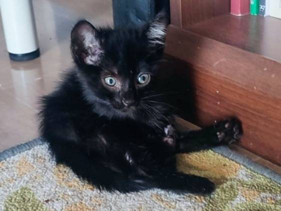 Adozione gatto, femmina, Razza sconosciuta Razza sconosciuta, 4 mesi, taglia non valida, Messina