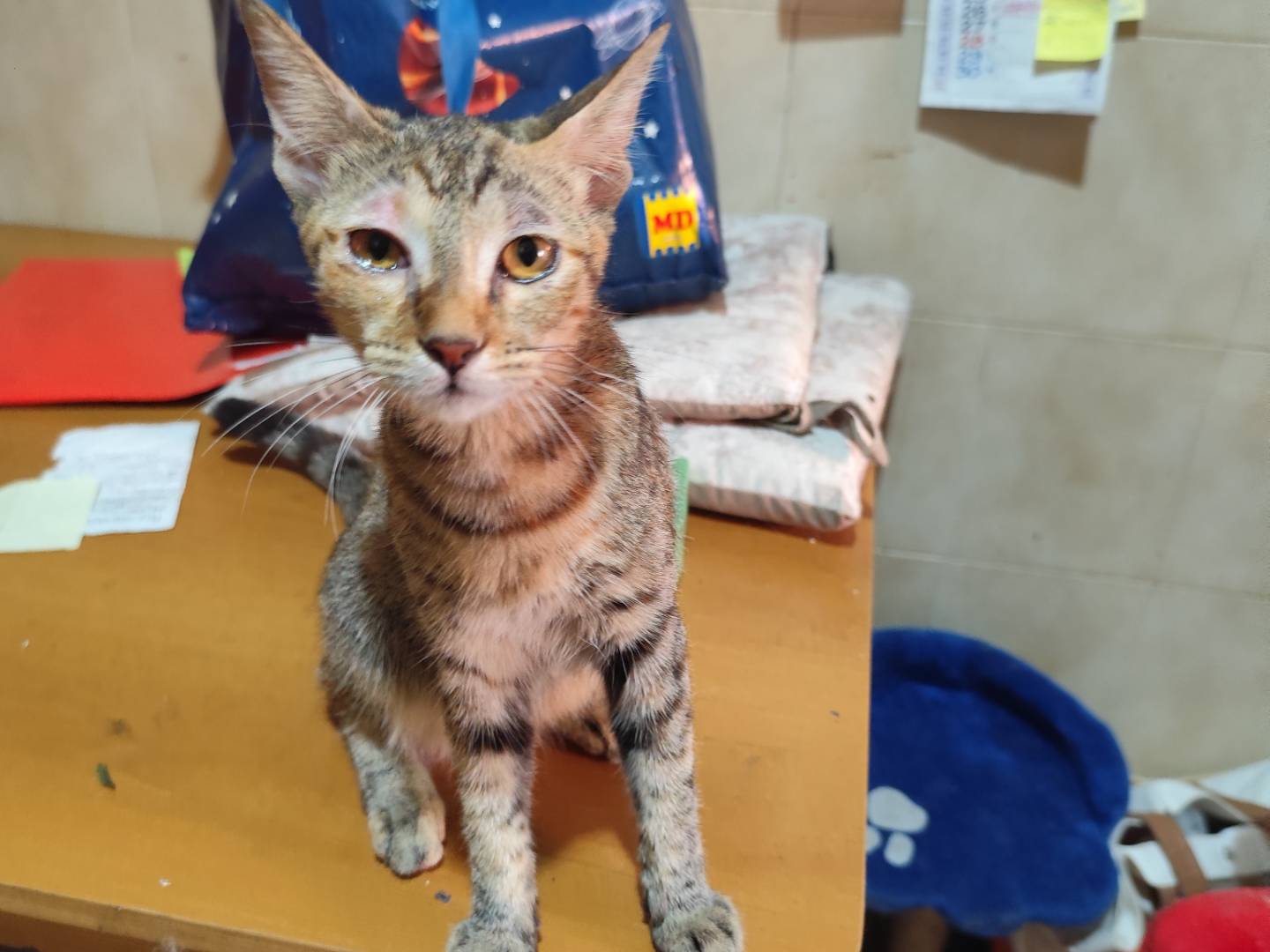 Adozione gatto, maschio, Razza sconosciuta Razza sconosciuta, 3 mesi, taglia non valida, Messina