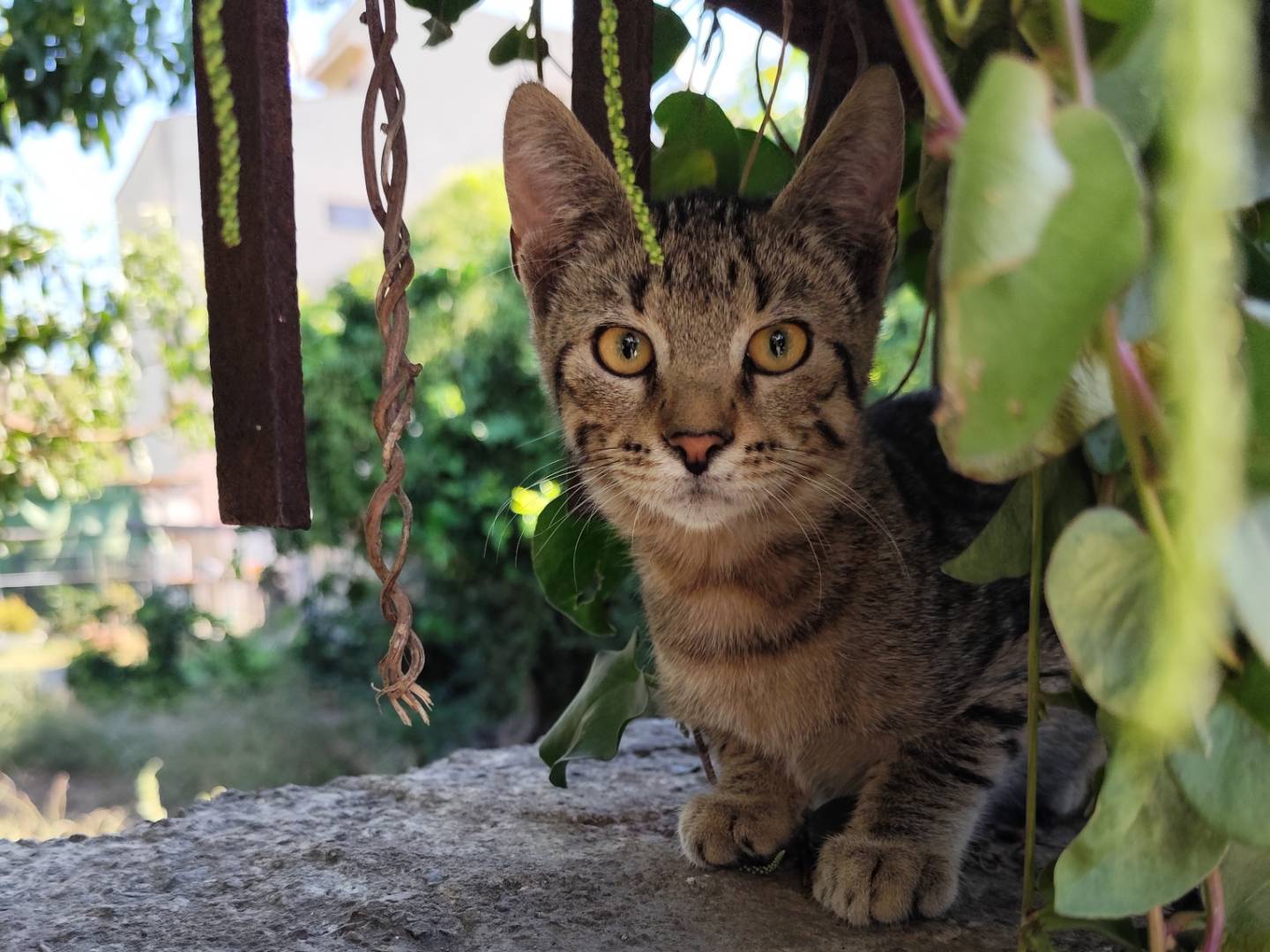Adozione gatto, maschio, Razza sconosciuta Razza sconosciuta, 4 mesi, taglia non valida, Messina