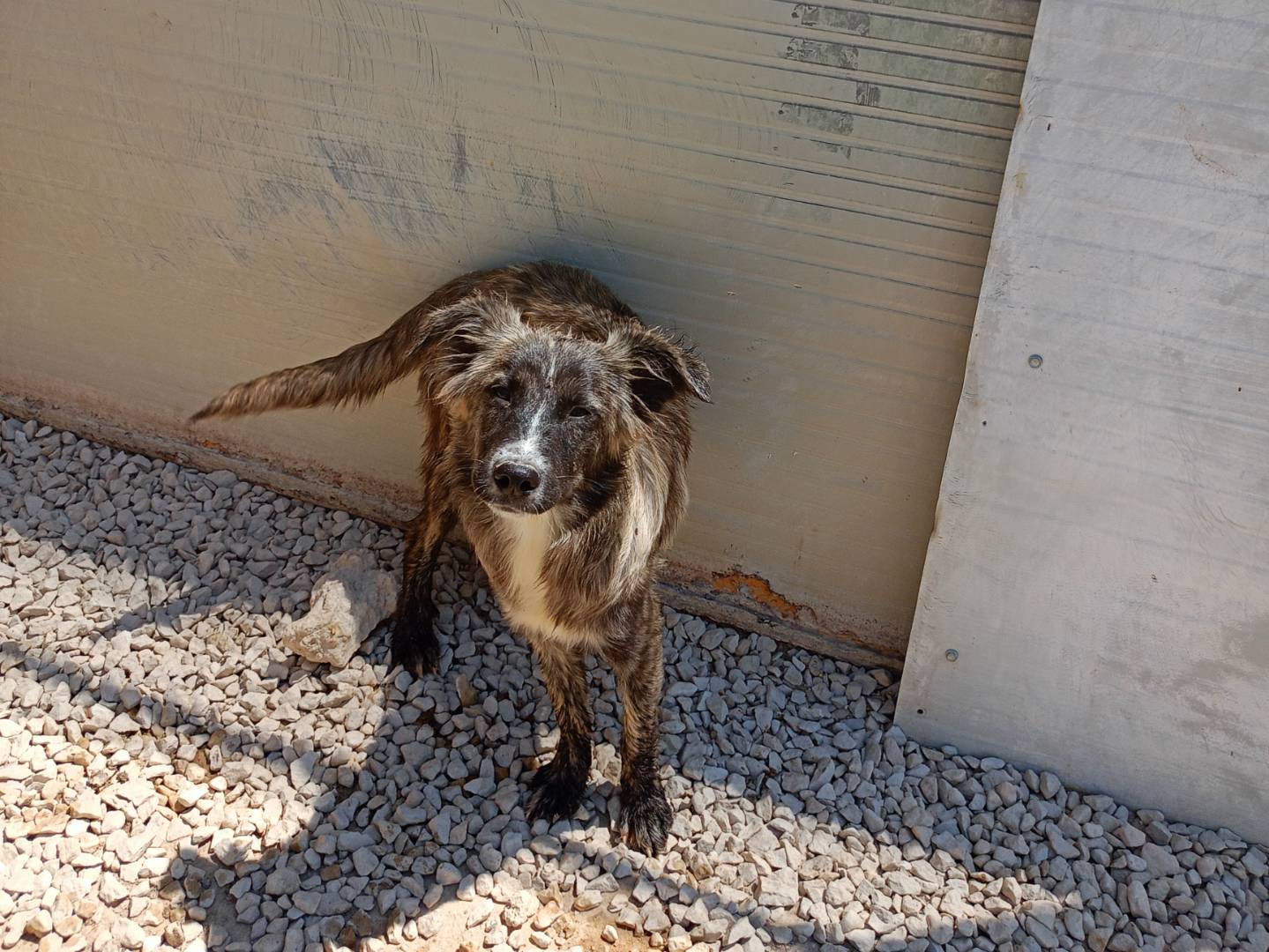 Adozione cane, femmina, Razza sconosciuta Razza sconosciuta, 9 mesi, taglia media, Ragusa