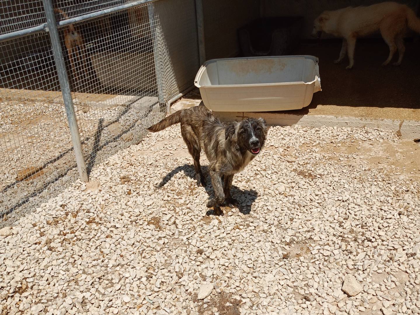 Adotta un cane, femmina, 9 mesi, Ragusa
