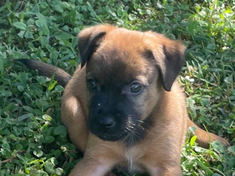 Adotta un cane, femmina, 3 mesi, Latina