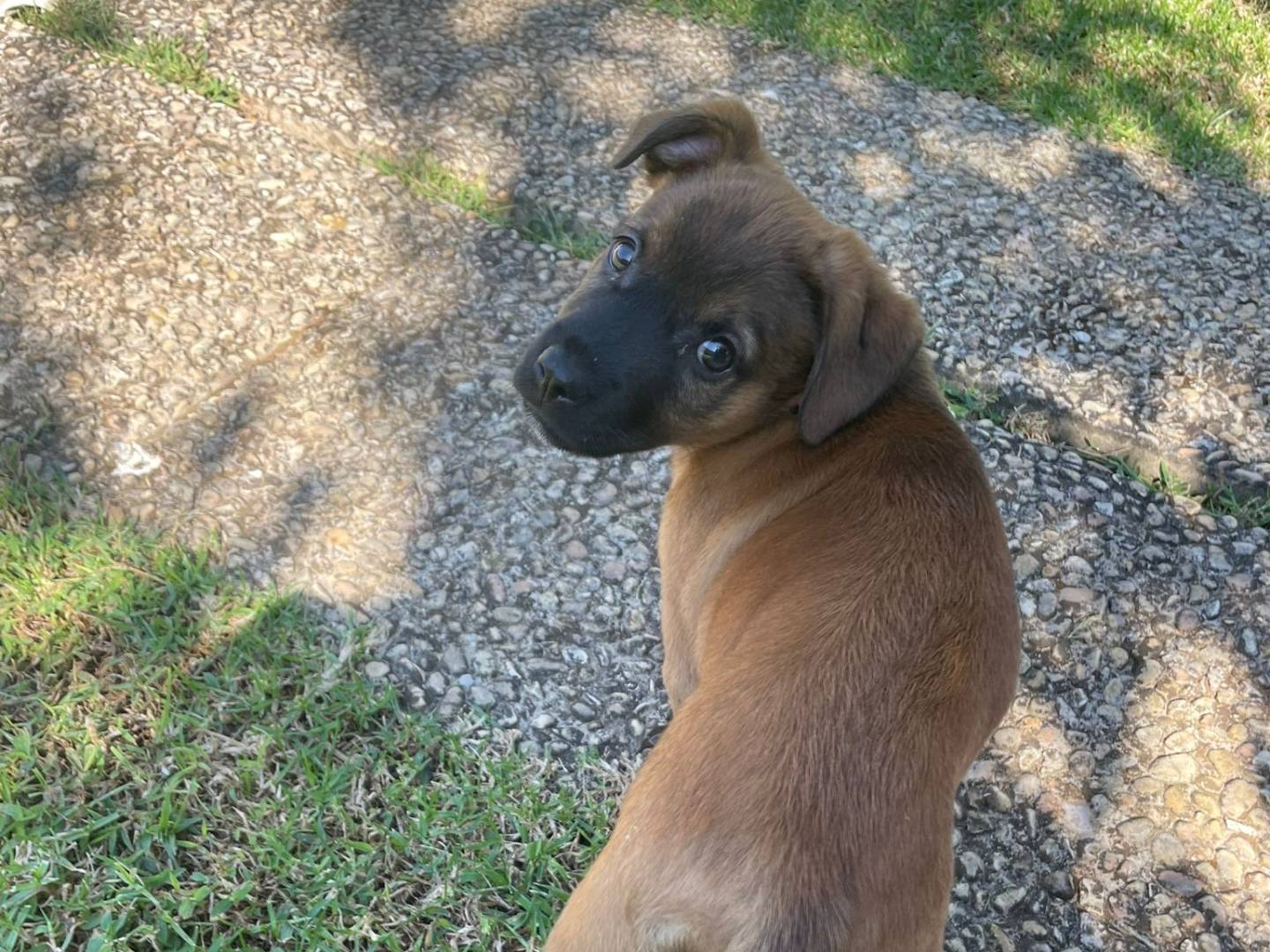 Adotta un cane, taglia media contenuta, femmina, Latina