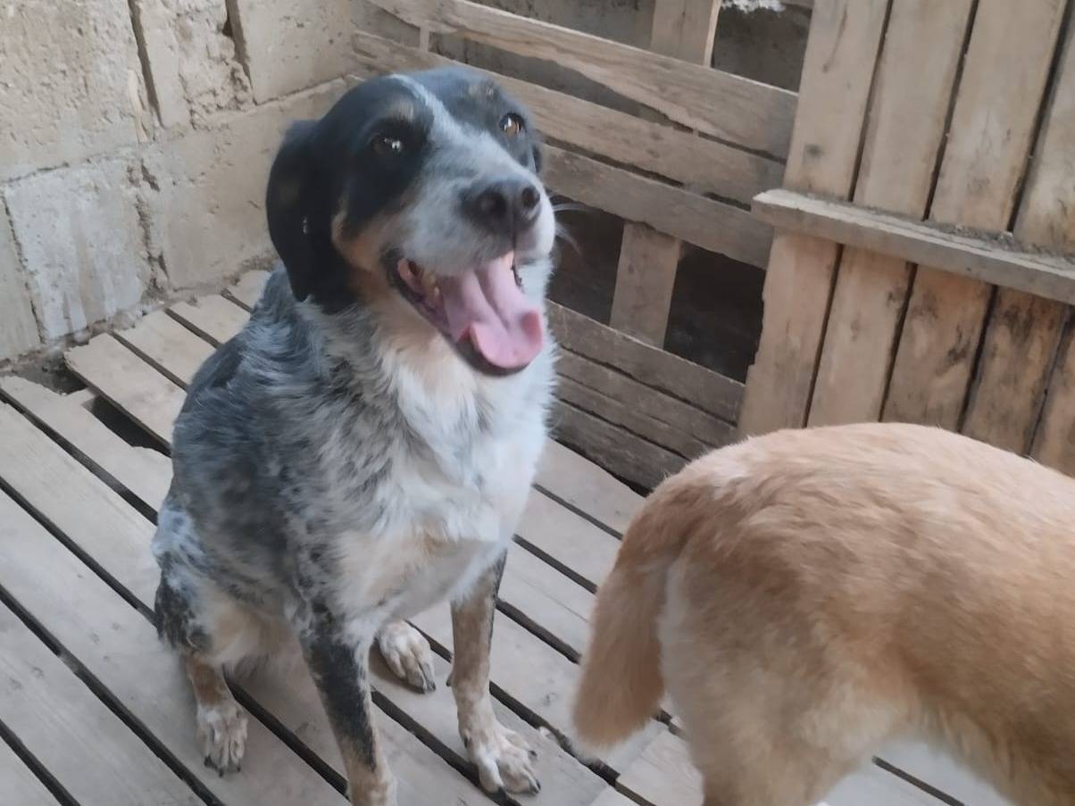 Adotta un cane, femmina, 6 anni, Napoli