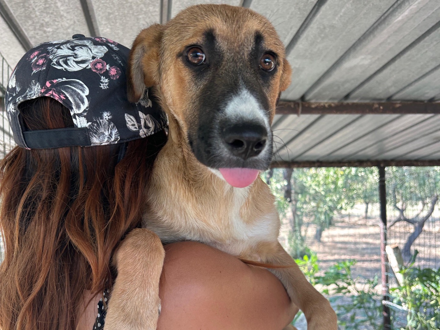 Adozione cane, maschio, Razza sconosciuta Razza sconosciuta, 5 mesi, taglia media, Chieti
