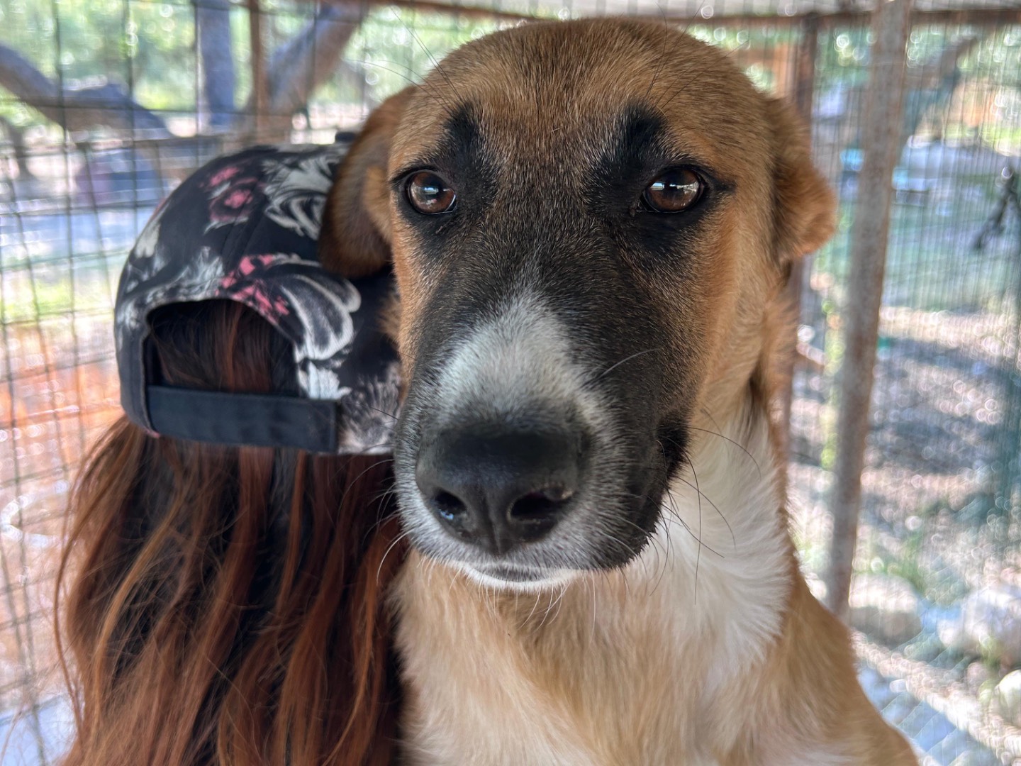 Adotta un cane, maschio, 5 mesi, Chieti