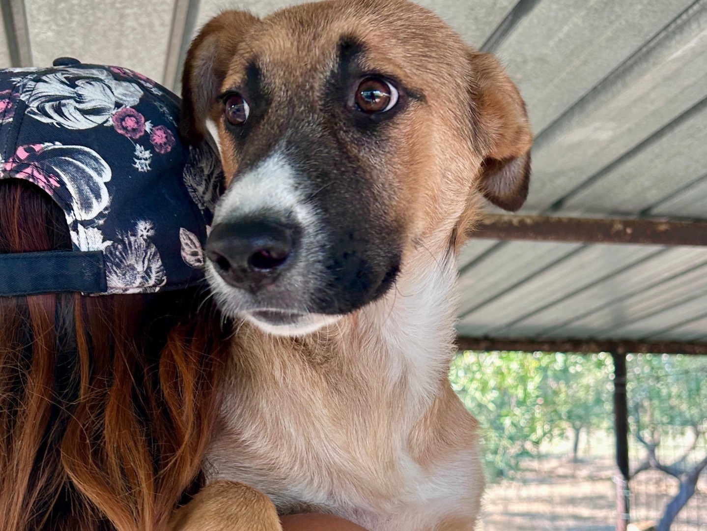 Adotta un cane, taglia media, maschio, Chieti