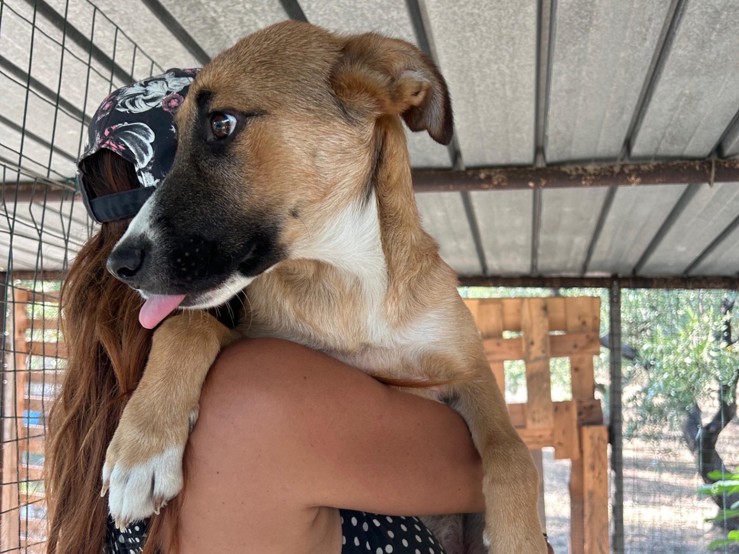 Adotta il cane Milo  a Chieti
