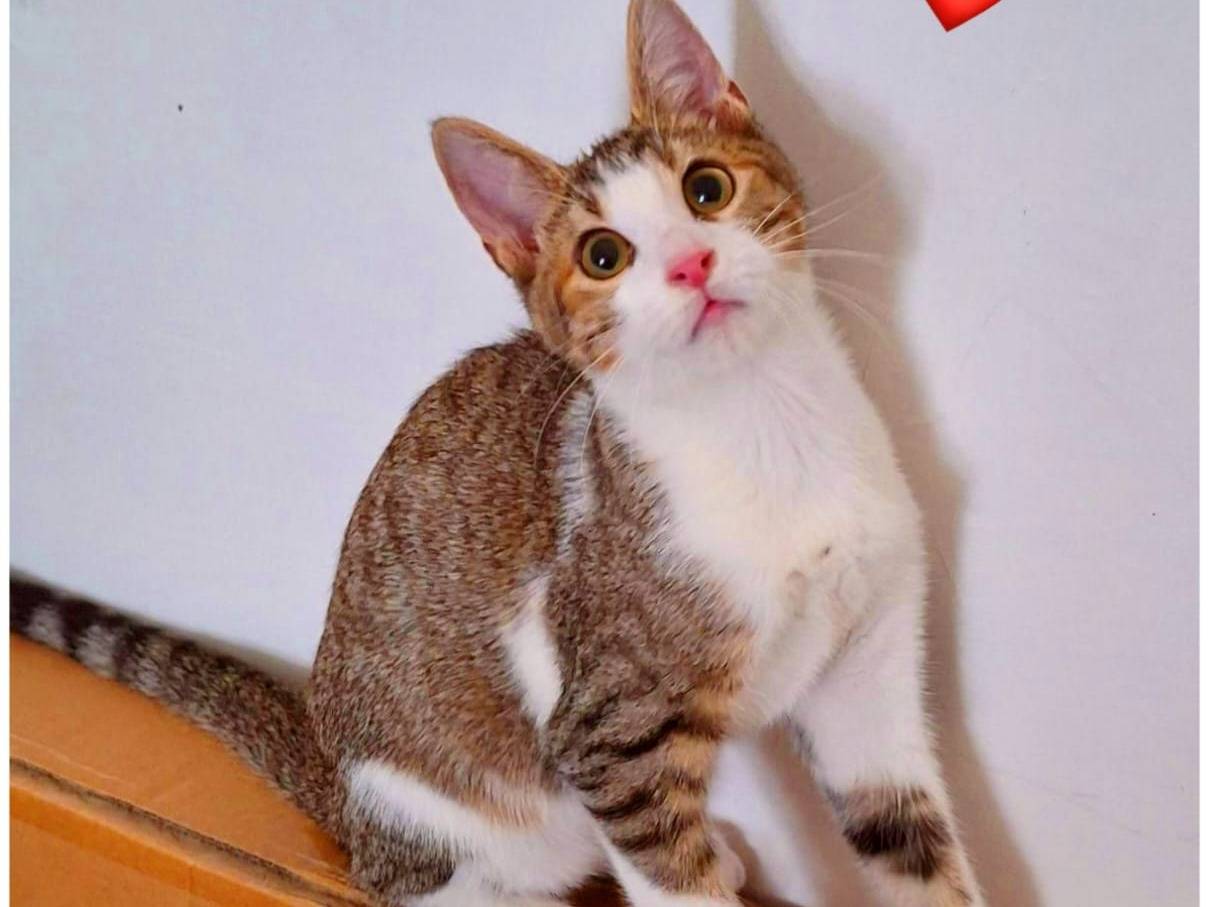 Adozione gatto, maschio, Razza sconosciuta Razza sconosciuta, 6 mesi, taglia non valida, Bergamo