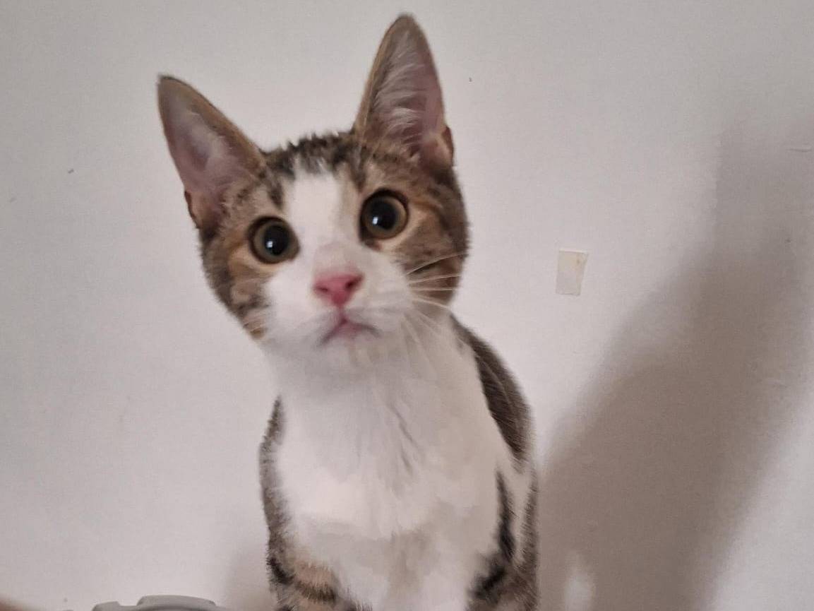 Adotta un gatto, maschio, 6 mesi, Bergamo