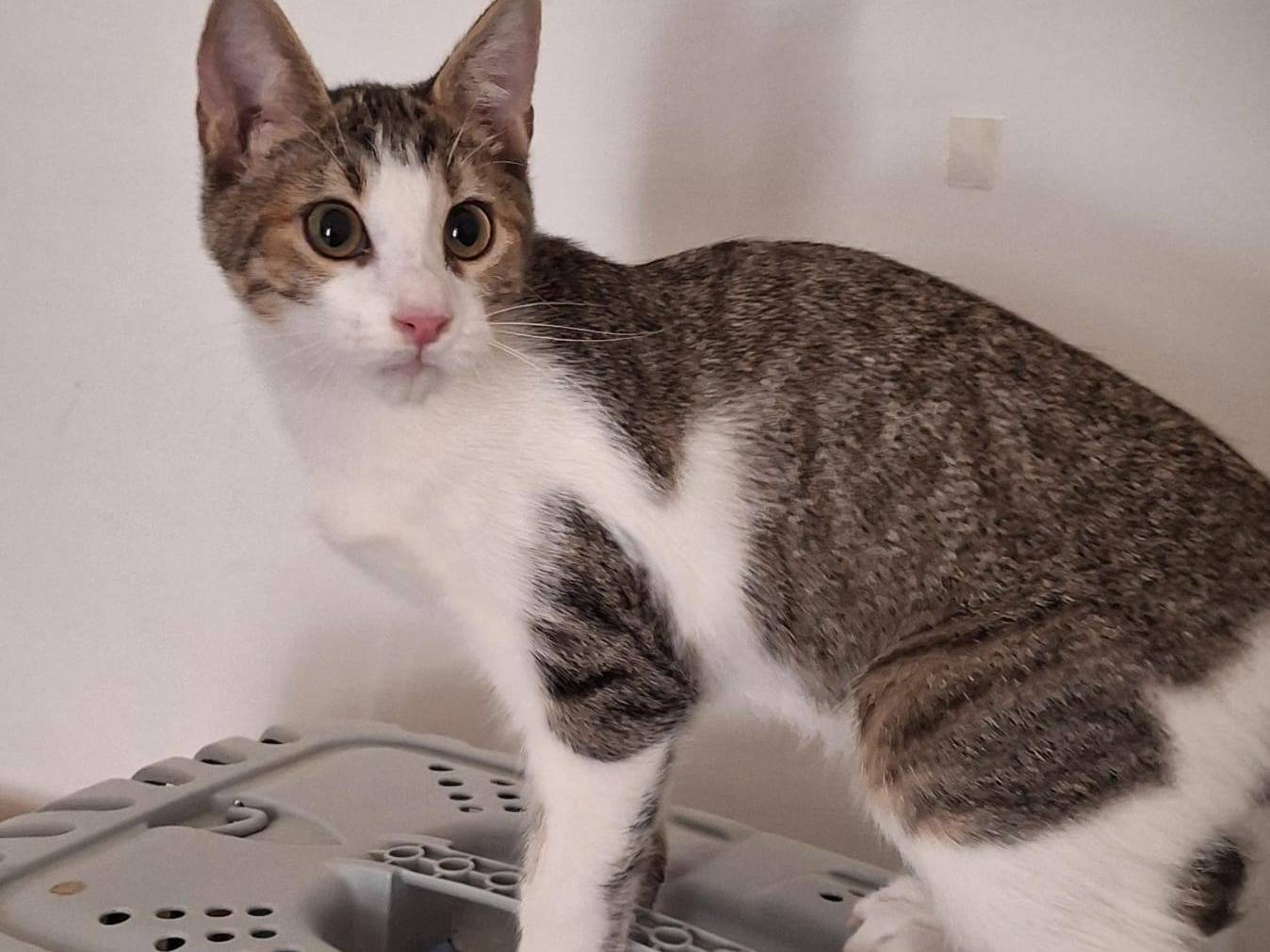 Adotta un gatto, taglia non valida, maschio, Bergamo