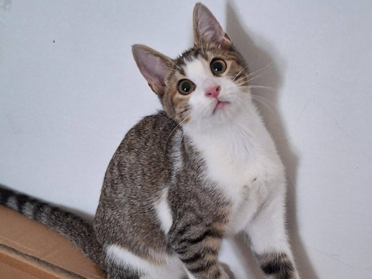Vuoi adottare un gatto a Bergamo?