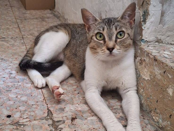 Adozione gatto, femmina, Razza sconosciuta Razza sconosciuta, 1 anno e 2 mesi, taglia non valida, Genova
